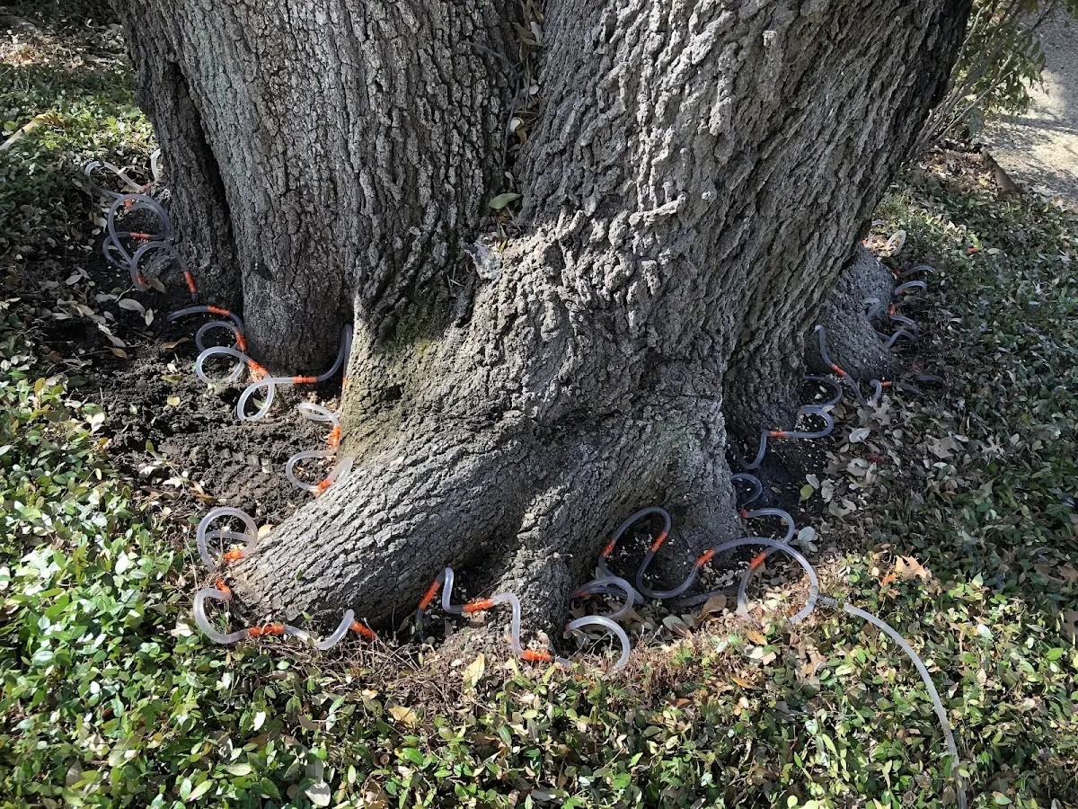 Detailed Tree Cabling and Bracing job site in Yale