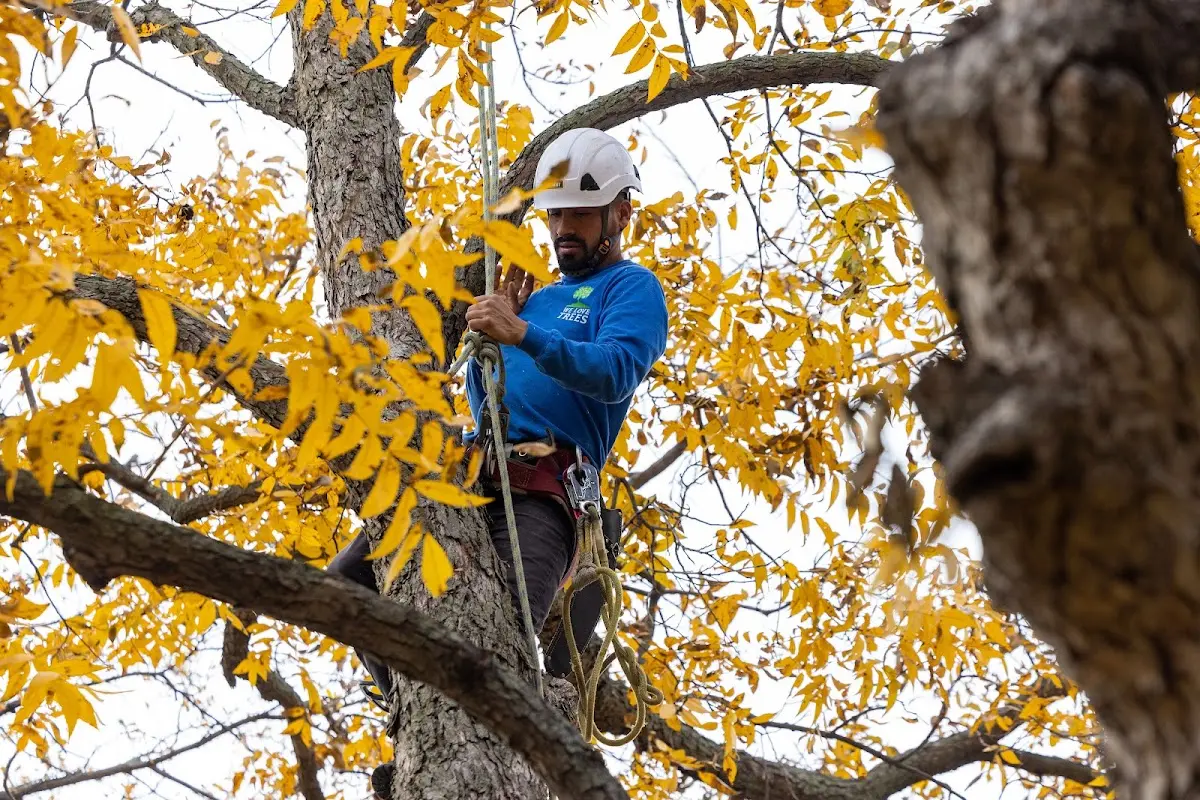 Skilled Tree Trimming crew working in Yale