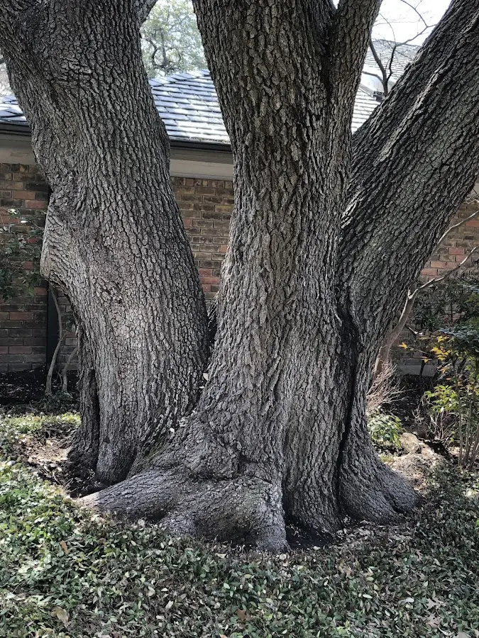 Mature heritage tree close to a Yale property cared for by certified arborists